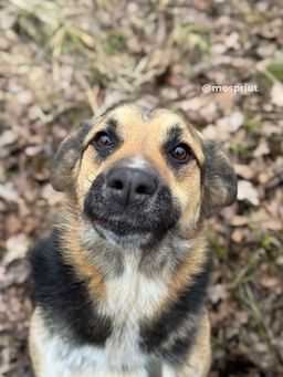 Собачка-карамелька Тоффи в поисках дома и любимой семьи 🤗 | Пост в блоге сайта mospriut.ru